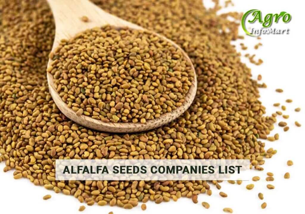 Alfalfa Seeds Manufacturers Companies list