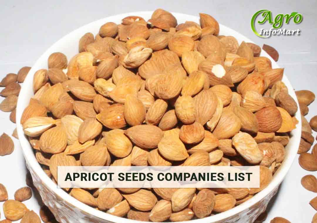 Great Quality Of apricot seeds Manufacturers ,Suppliers Companies In India