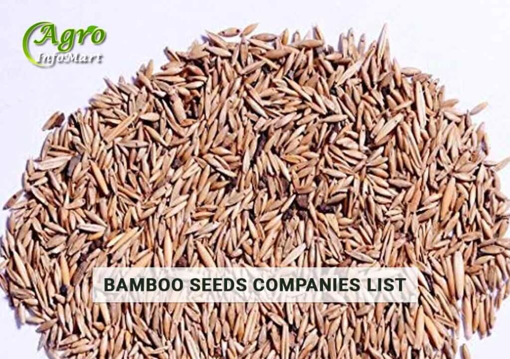 Bamboo Seeds Manufacturers Companies List in inda