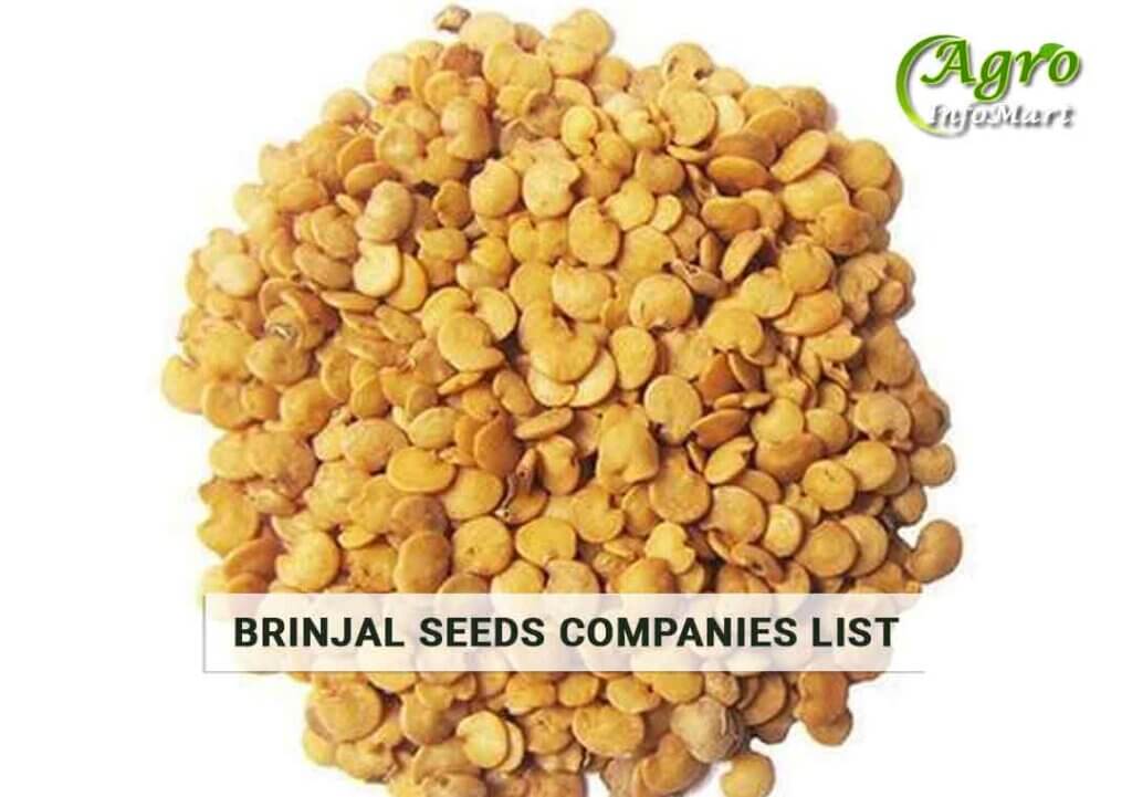 Brinjal Seeds Manufacturers Companies List in India