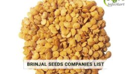 Brinjal Seeds Manufacturers Companies List in India