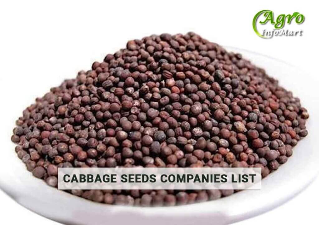 Cabbage Seeds Manufacturers Companies List In India