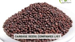 Cabbage Seeds Manufacturers Companies List In India