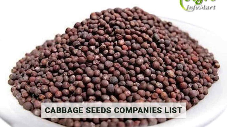 Cabbage Seeds Manufacturers Companies List In India