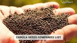 Canola Seeds Manufacturers Companies List in India