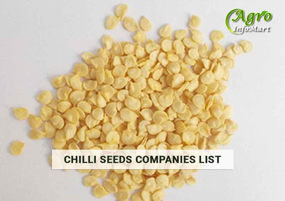 Chilli Seeds Manufacturers Companies in india