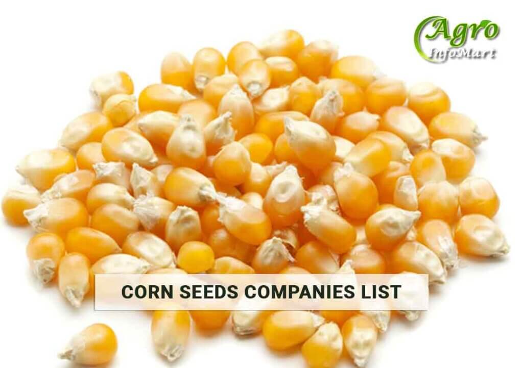 Corn Seeds Manufacturers Companies List in India