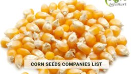 Corn Seeds Manufacturers Companies List in India