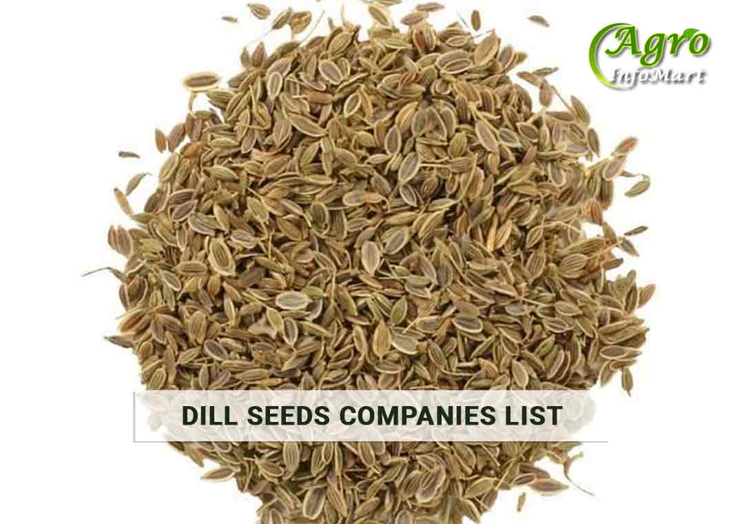 Dill Seeds Manufacturers Companies List in India