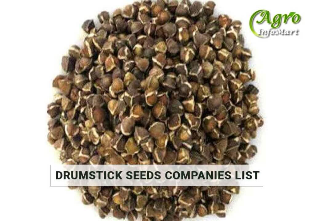 Drumstick Seeds Manufacturers Companies In india