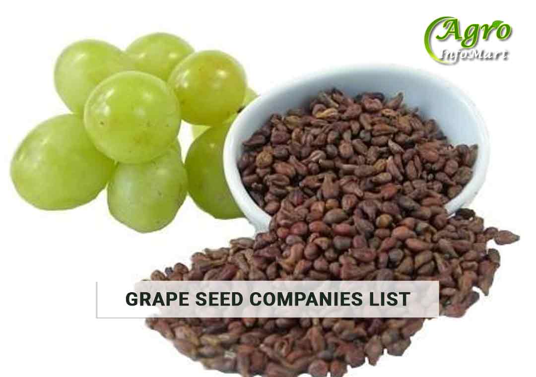 Grape Seeds Manufacturers Companies List in india