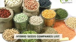 hybrid seeds Manufacturers Companies List