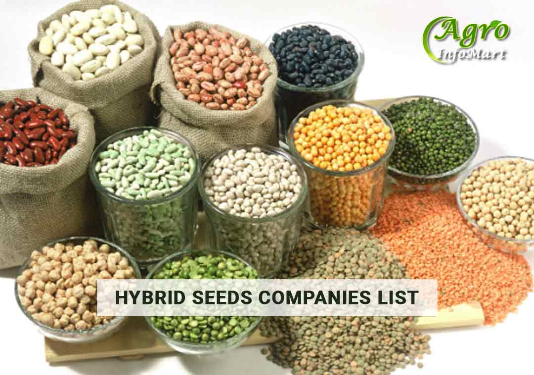 hybrid seeds Manufacturers Companies List
