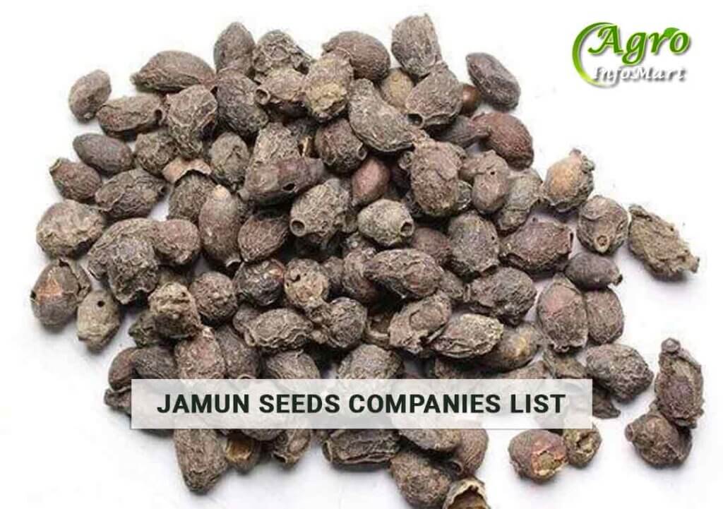 Excellent Quality Jamun Seeds Manufacturers Companies List in India