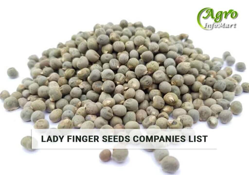 lady finger seeds Manufacturers Companies List
