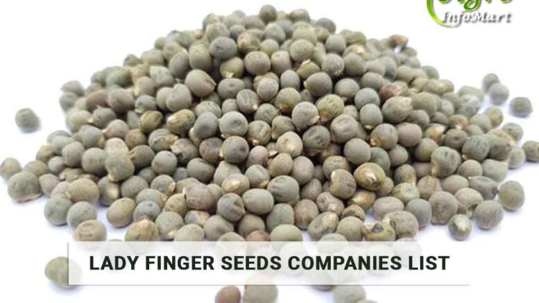 lady finger seeds Manufacturers Companies List