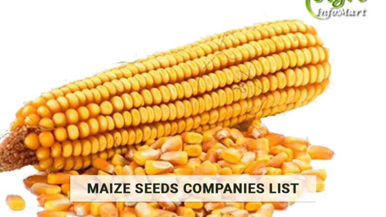 Maize Seeds Manufacturers Companies List in India