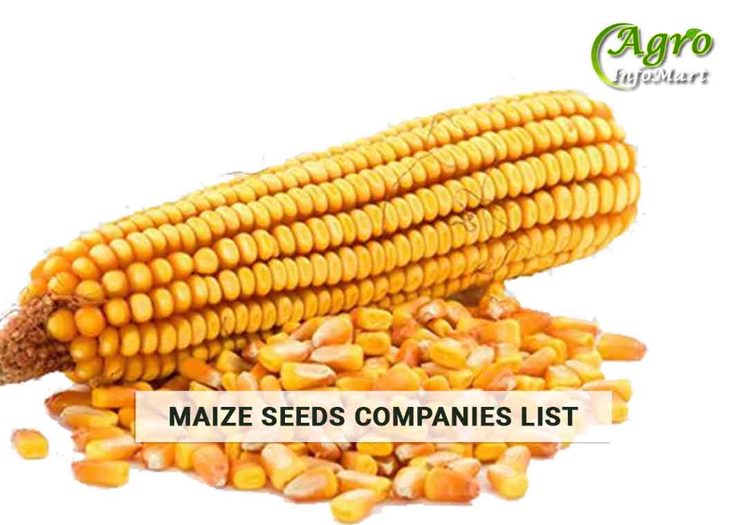 Maize Seeds Manufacturers Companies List in India