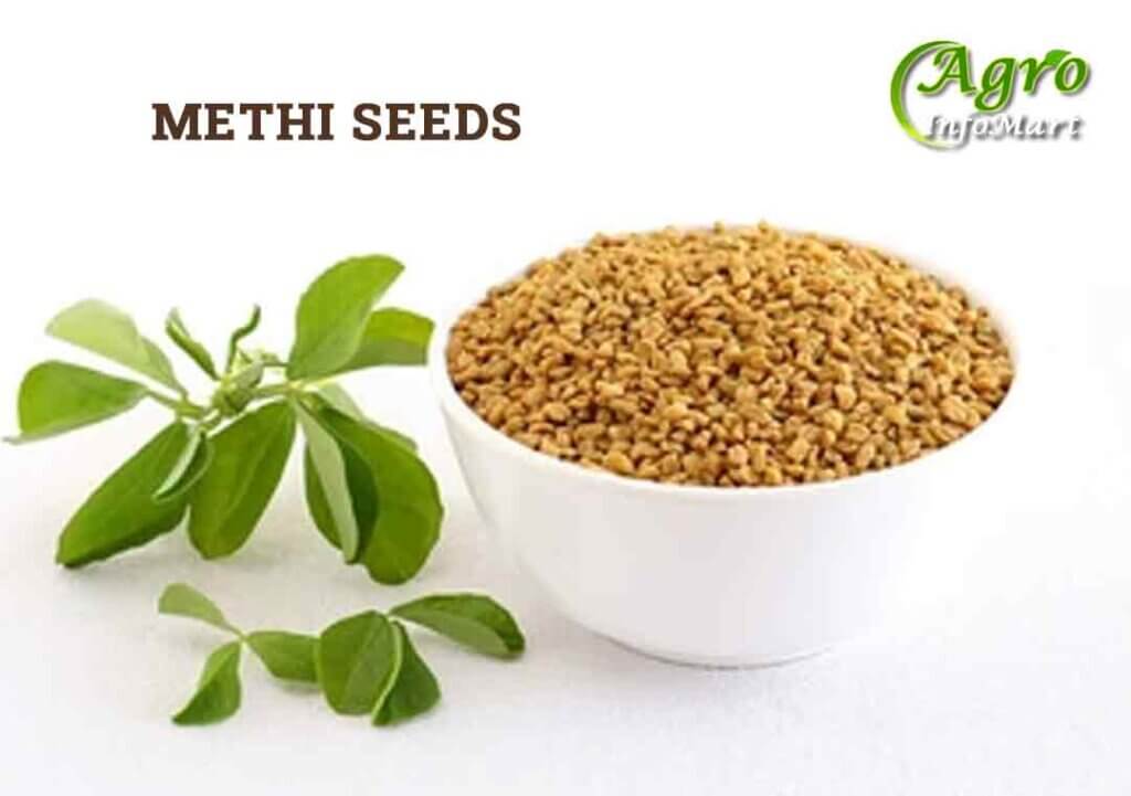 Methi Seeds Manufacturers Companies List India