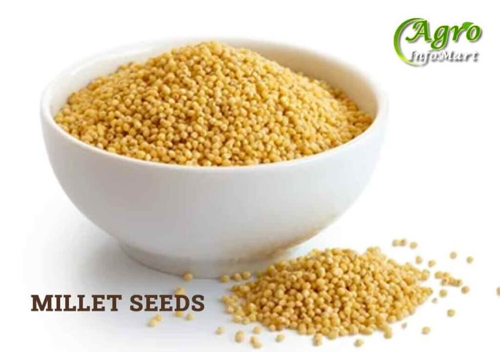 millet seeds Manufacturers Companies List IN India