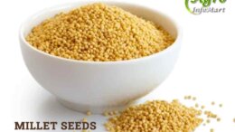 millet seeds Manufacturers Companies List IN India