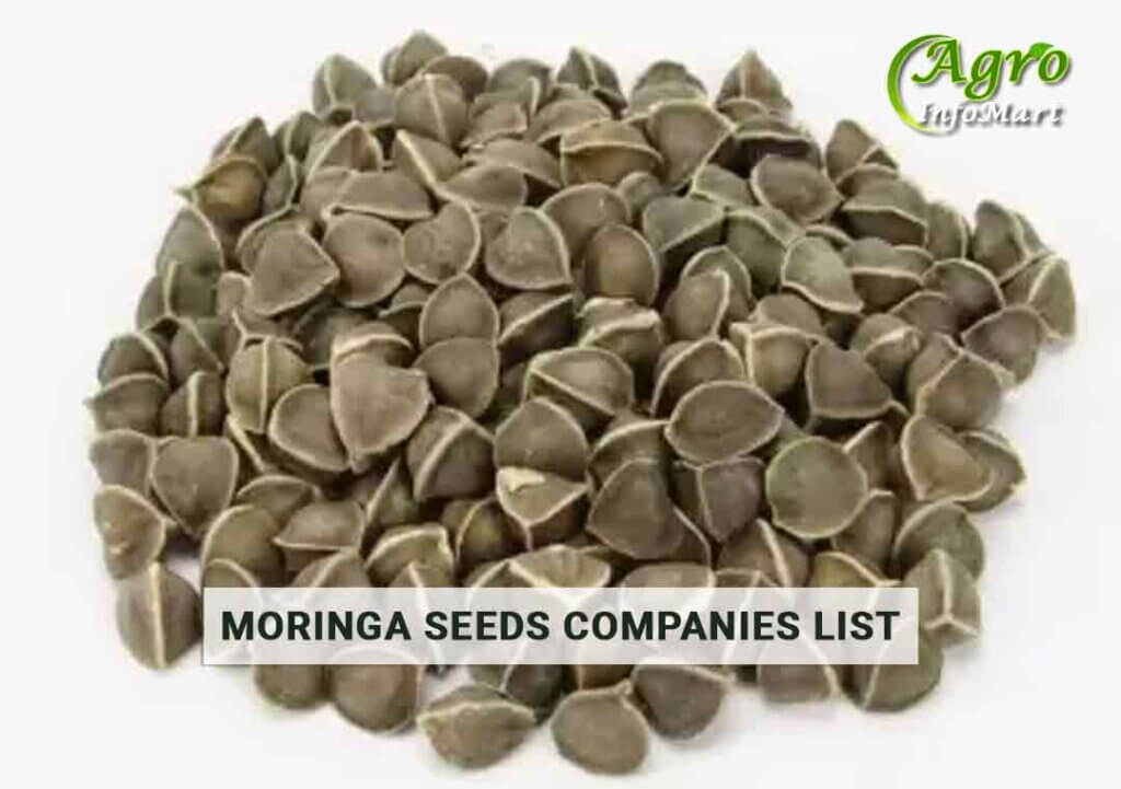 Moringa Seeds Manufacturers Companies List In India