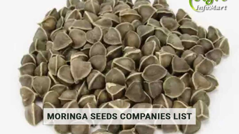 Moringa Seeds Manufacturers Companies List In India