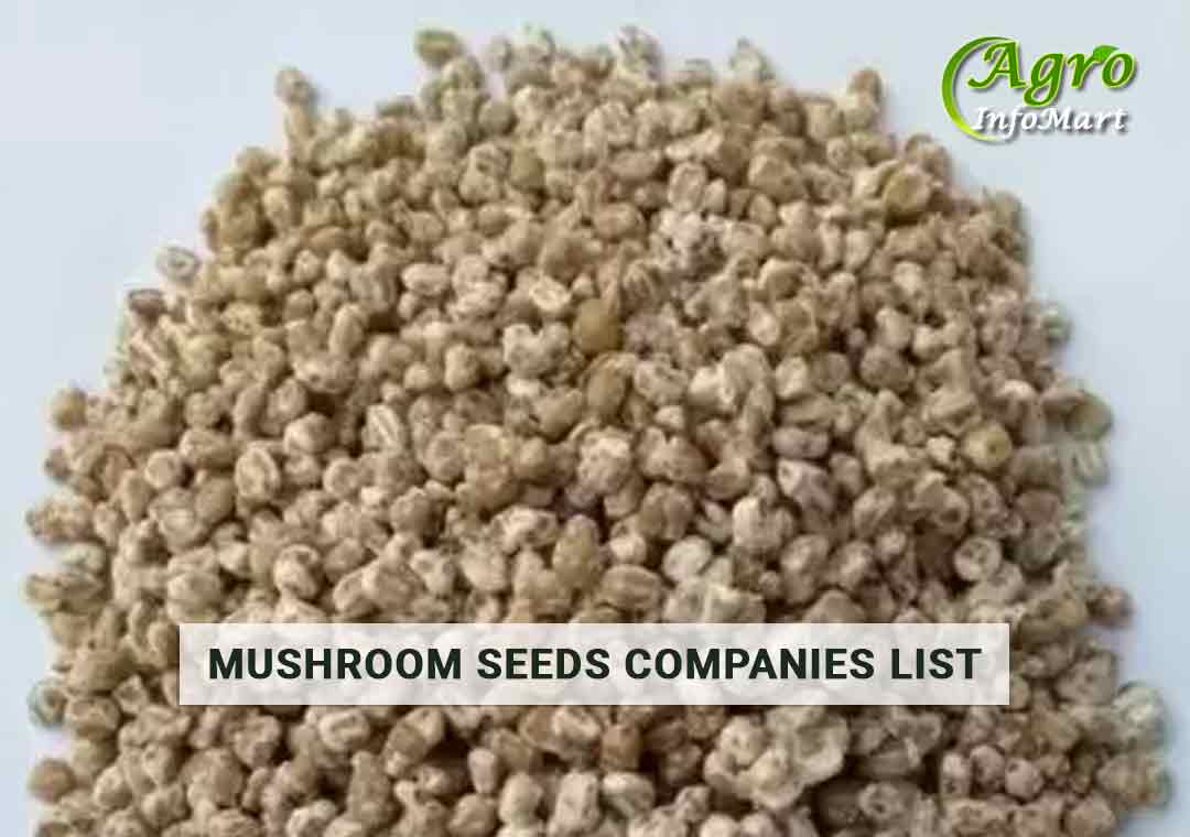 Mushroom Seeds Manufacturers, Suppliers, Wholesalers Companies List In India