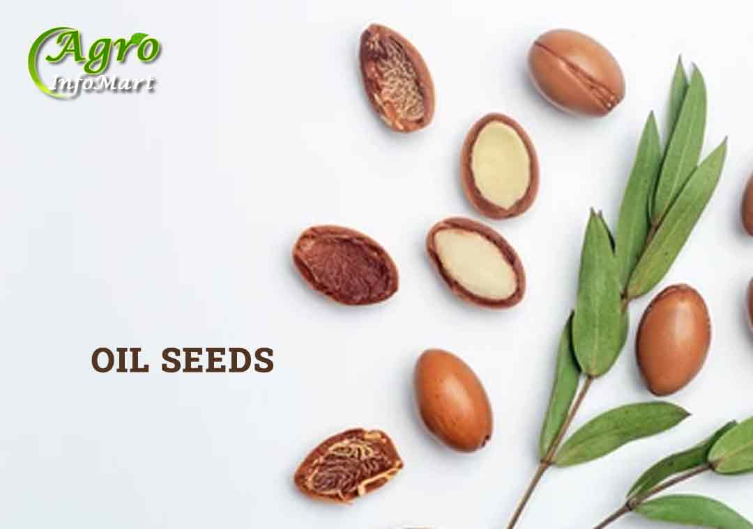 Oil seeds Manufacturers Companies List