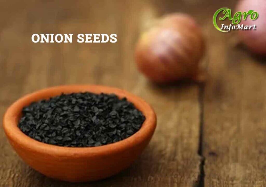 Onion Seeds Manufacturers Companies List in India