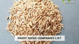 Paddy Seeds Manufacturers Wholesalers, Exporters Companies List In India