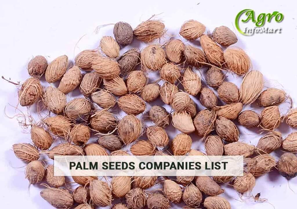 First Class Quality Palm Seeds Manufacturers Companies List From India