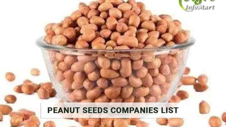 Five Star Quality Peanut Seeds Manufacturers Companies List From India