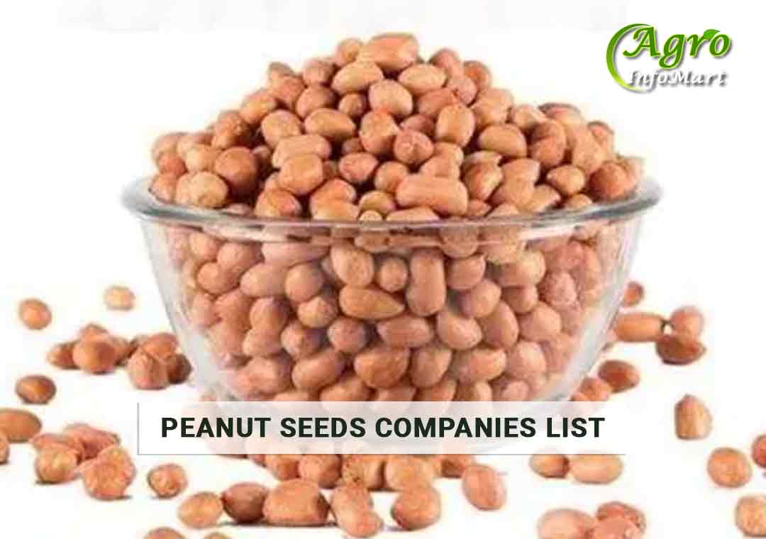 Five Star Quality Peanut Seeds Manufacturers Companies List From India