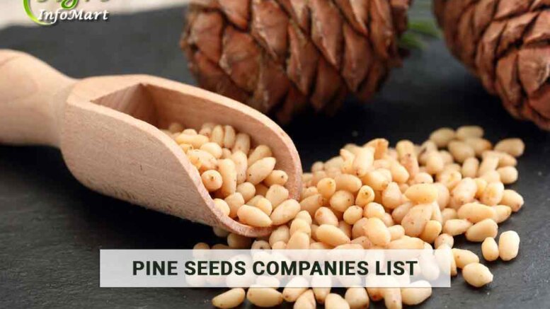 Pine Seeds manufacturers Companies List In India