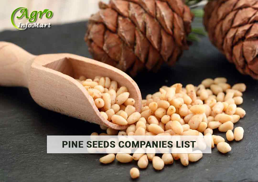 Pine Seeds manufacturers Companies List In India