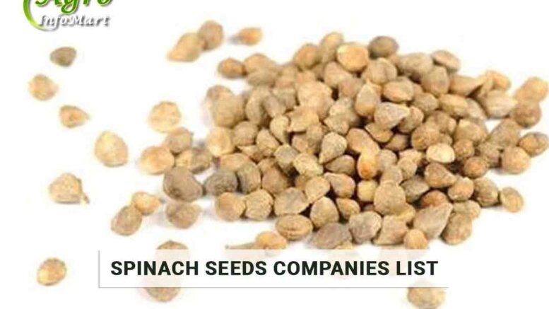 Spinach seeds Manufacturers Companies In India