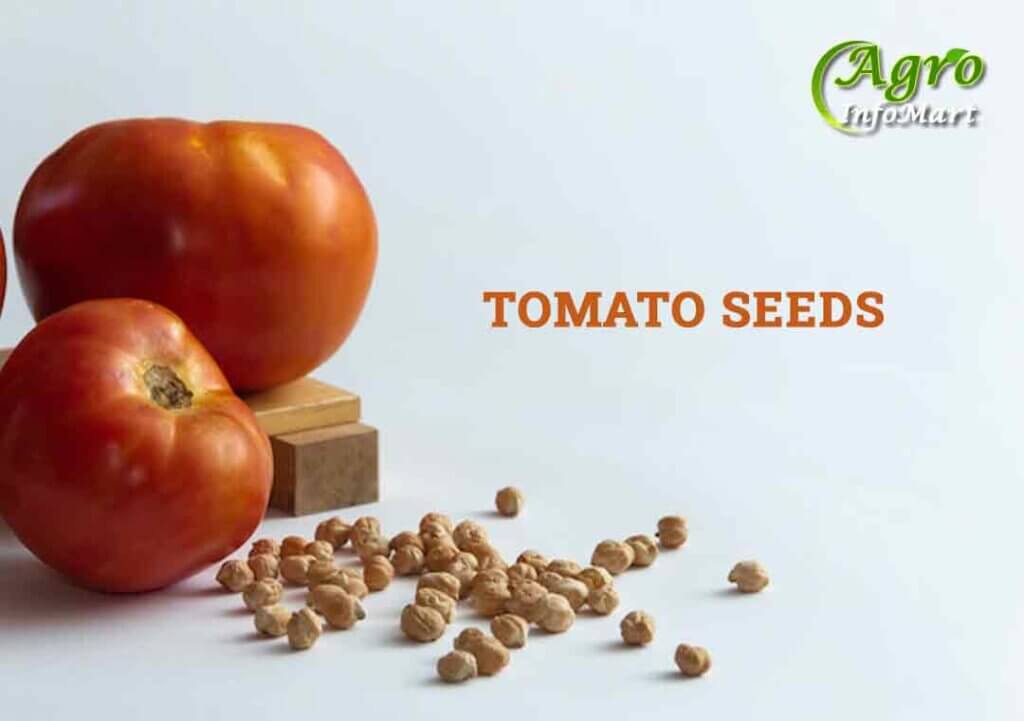 Tomato Seeds Manufacturers Companies List in India