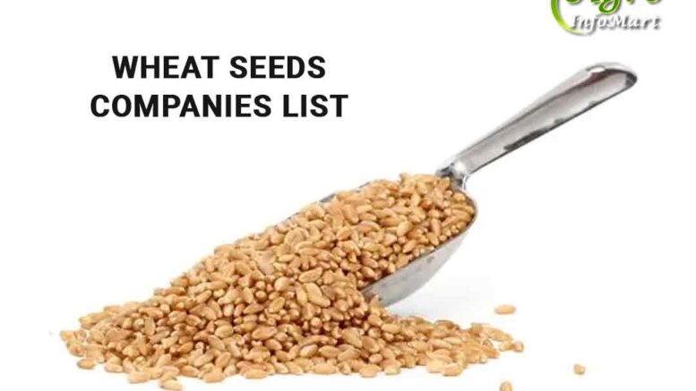 Wheat Seeds Manufacturers Companies List In India