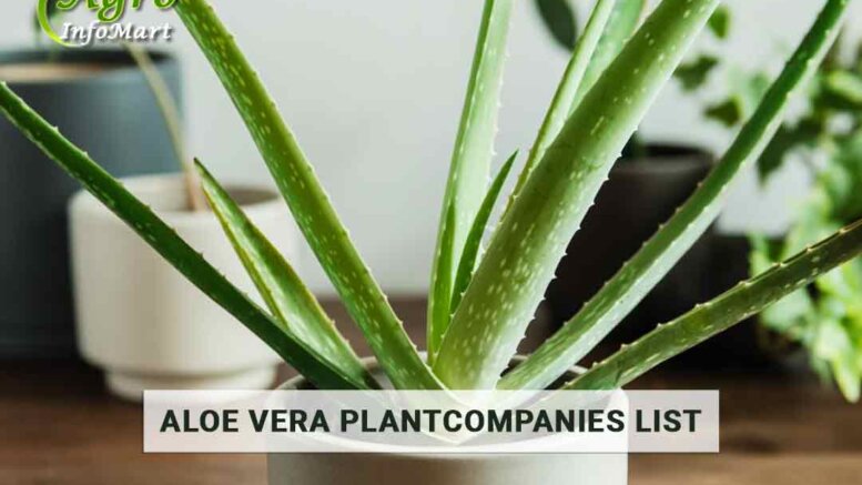 Collect Top-Rated Aloe Vera Plant Manufacturers Companies In India.