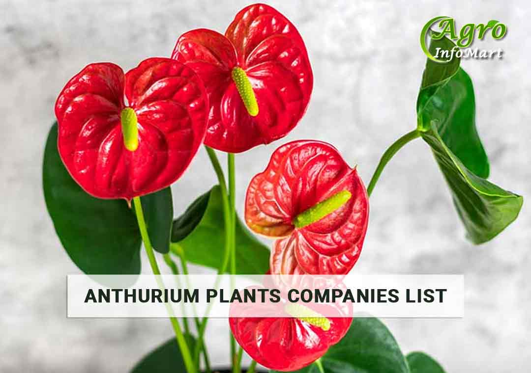 prime Quality anthurium plants manufacturers Companies In India