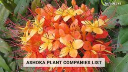 Ashoka plant manufacturer Companies in India