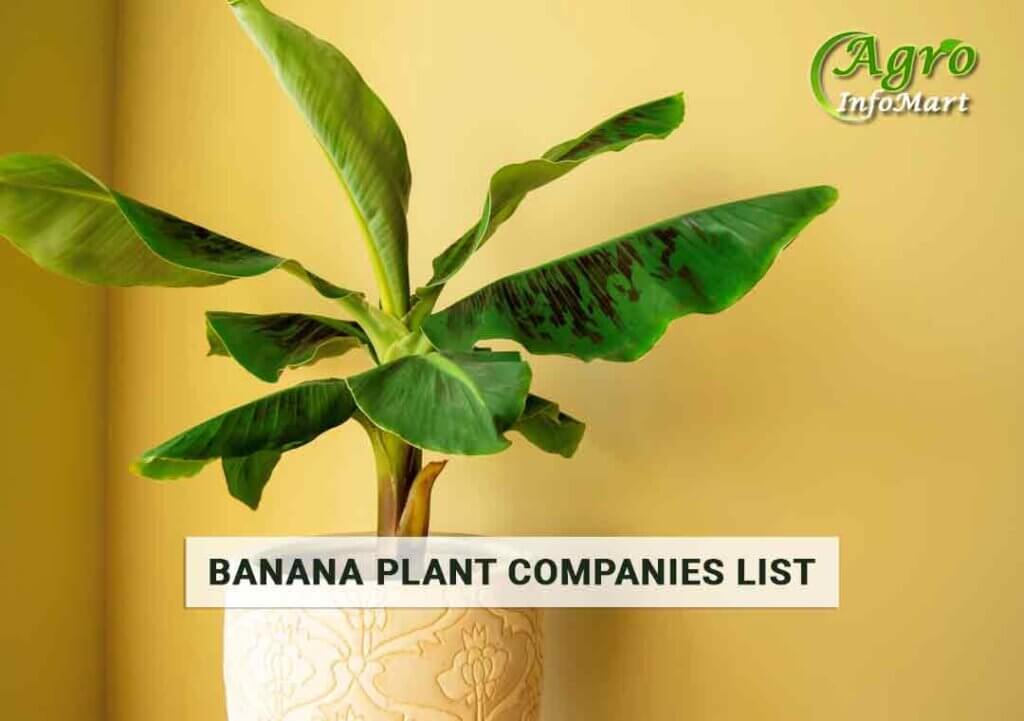 Superb Quality banana plant manufacturers Companies in India