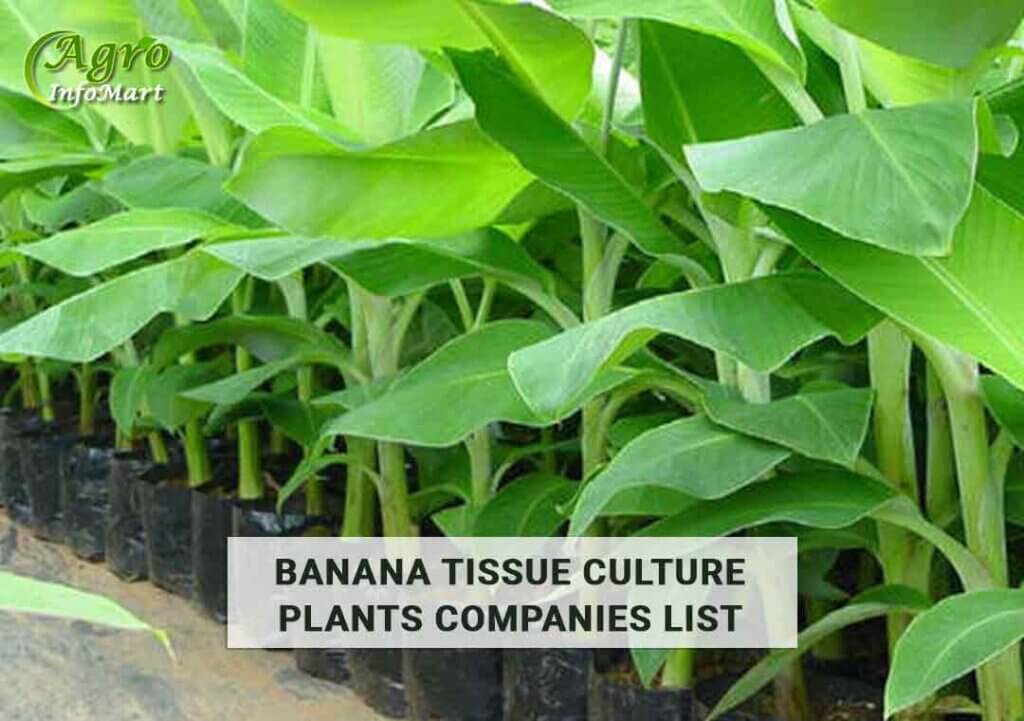 banana tissue culture plants manufacturers Companies In India