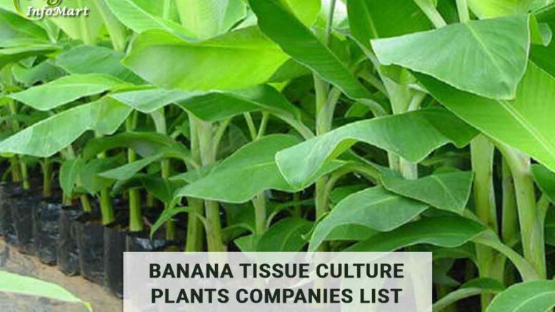 banana tissue culture plants manufacturers Companies In India