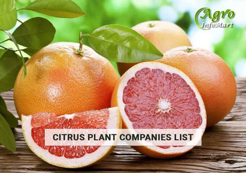 Supreme Quality citrus plant manufacturers, Suppliers, Exporters in India