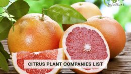 Supreme Quality citrus plant manufacturers, Suppliers, Exporters in India