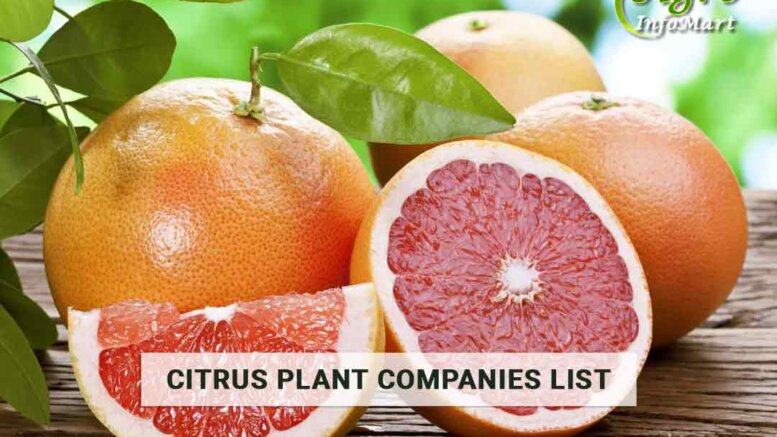 Supreme Quality citrus plant manufacturers, Suppliers, Exporters in India