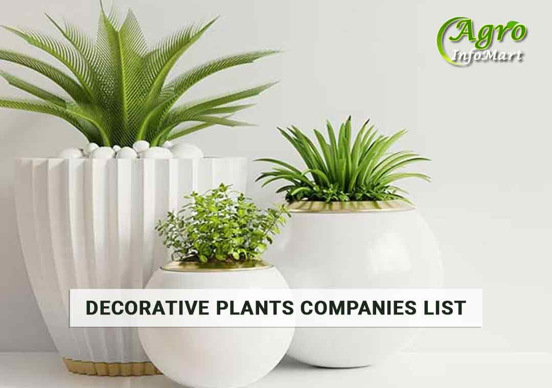 Decorative Plants Manufacturers Companies List in India