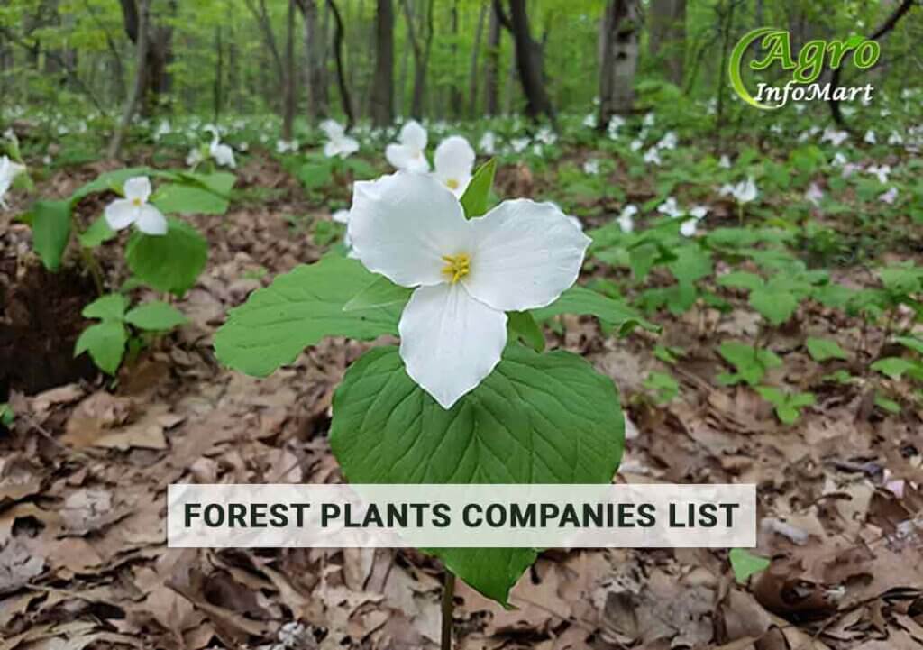 Get Highest Rated forest plants manufacturers Companies List